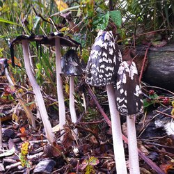 Pilze 1